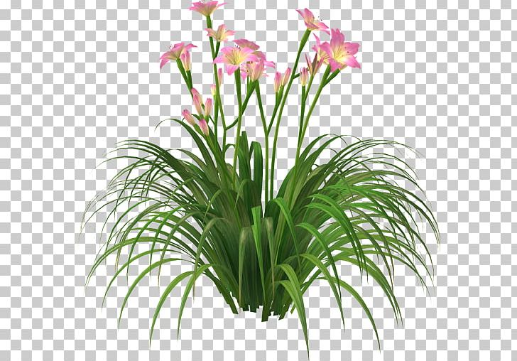 Cut Flowers Shrub Plant PNG, Clipart, Album, Brazil, Cheruvannur Grama Panchayat, Cut Flowers, Floristry Free PNG Download