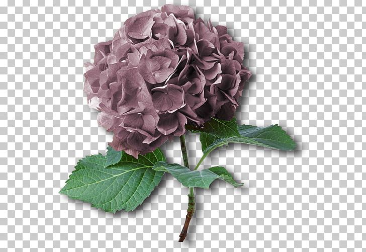 French Hydrangea Flower Shrub Rose Plant PNG, Clipart, Artificial Flower, Blue Rose, Color, Cornales, Cut Flowers Free PNG Download