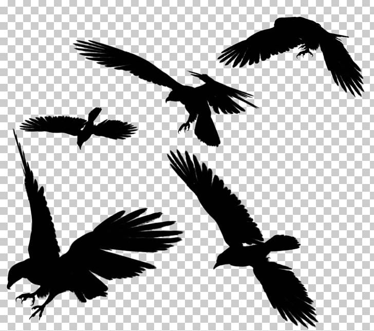 Bird Bald Eagle Silhouette PNG, Clipart, Accipitriformes, Animals, Art, Bald Eagle, Beak Free PNG Download