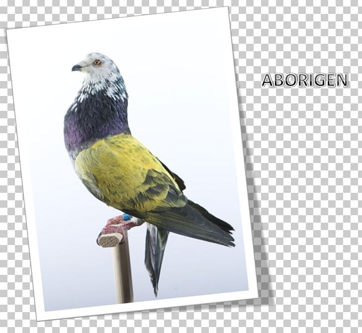 Columbidae Finches Beak Advertising Feather PNG, Clipart, Advertising, Animals, Beak, Bird, Columbidae Free PNG Download