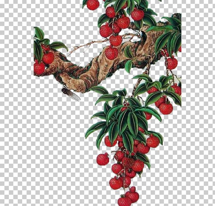 Lingnan Lychee Lingonberry Tree PNG, Clipart, Branch, Cherry, Chinese Painting, Color, Color Splash Free PNG Download