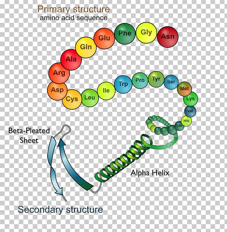 Protein Structure Protein Folding Biology PNG, Clipart, Amino Acid, Area, Art, Biology, Body Jewelry Free PNG Download