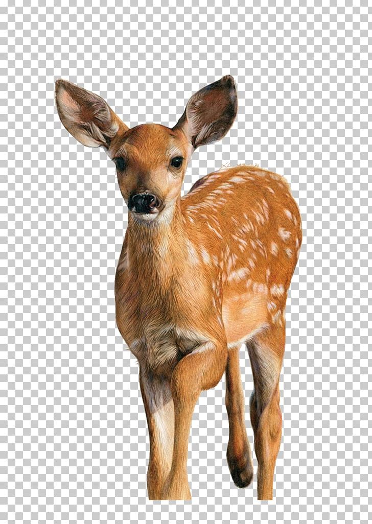 Sika Deer Colored Pencil Drawing U925bu7b46u753b PNG, Clipart, Animal, Animals, Antler, Christmas Deer, Color Free PNG Download