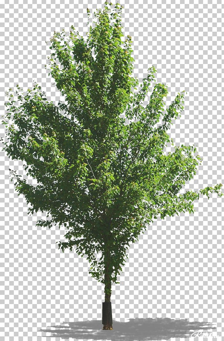 Tree Transparency And Translucency PNG, Clipart, Adobe Flash, Archive File, Branch, Depositfiles, Derevo Free PNG Download