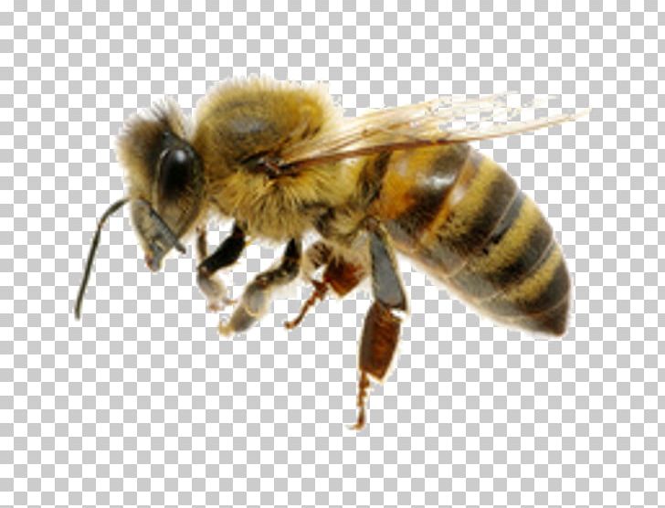 Western Honey Bee Insect Characteristics Of Common Wasps And Bees PNG, Clipart, Arthropod, Bee, Bee Removal, Bumblebee, Colony Free PNG Download