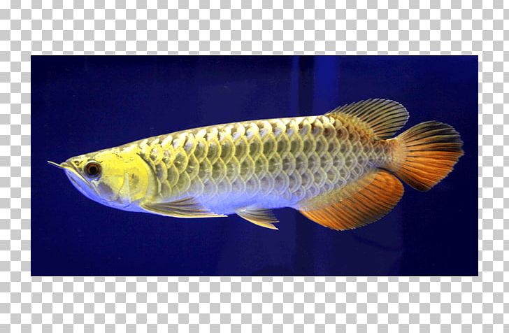 Asian Arowana Koi Fish Silver Arowana Aquarium PNG, Clipart, Animal, Animals, Aquarium, Aquariums, Arowana Free PNG Download