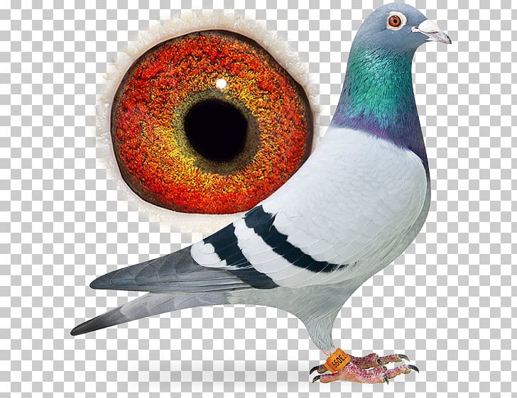 Columbidae Racing Homer Bird Pigeon Racing Breed PNG, Clipart, Aaldering Pigeons, Animals, Beak, Bird, Breed Free PNG Download