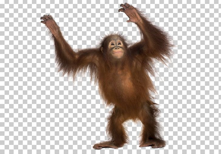 Common Chimpanzee Gorilla Monkey Primate Sumatran Orangutan PNG, Clipart, Animal, Animals, Ape, Bornean Orangutan, Chimpanzee Free PNG Download