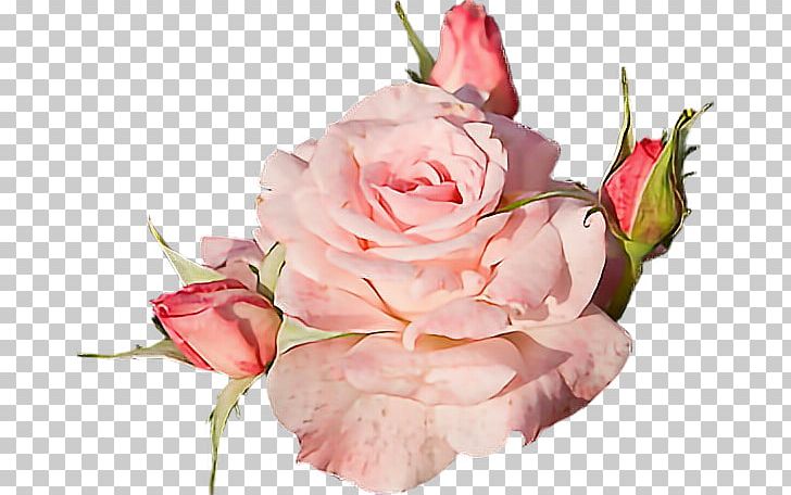 Garden Roses Rose Garden Flower PNG, Clipart, Color, Cut Flowers, Floral Design, Floribunda, Floristry Free PNG Download