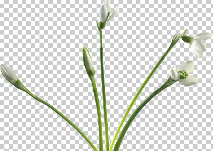 Snowdrop Cut Flowers PNG, Clipart, Bud, Cut Flowers, Digital Image, Flower, Flowering Plant Free PNG Download