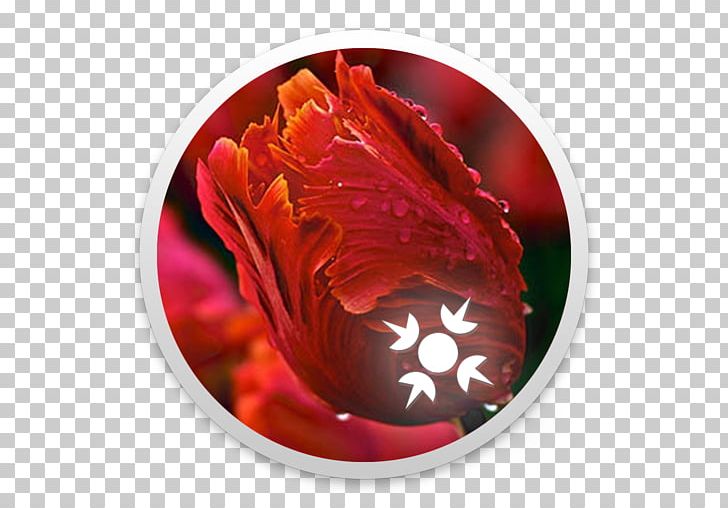 Tulip Flower Rediffmail Petal Desktop PNG, Clipart, Compressor, Desktop Wallpaper, Fei, Feng, Flower Free PNG Download