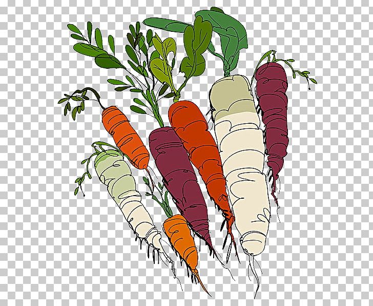 Carrot Organic Food Vegetable Illustration PNG, Clipart, Environmental, Environmental Protection, Food, Fruit, Hand Free PNG Download