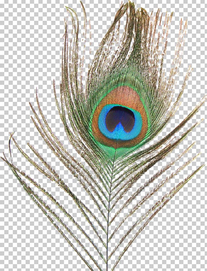 Feather Bird Peafowl PNG, Clipart, Animals, Beak, Bird, Closeup, Desktop Wallpaper Free PNG Download
