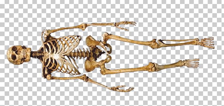 Neanderthal 1 Neandertal Skeleton Skull PNG, Clipart, Animal Figure, Arm, Arthur Keith, Australian Museum, Body Jewelry Free PNG Download
