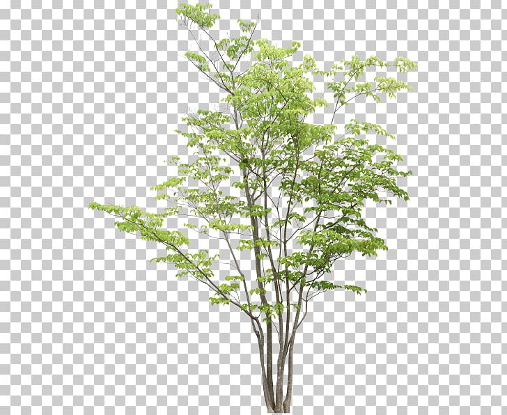 Tree Rendering Adobe Photoshop Elements PNG, Clipart, Artlantis, Branch, Clipping Path, Computer Icons, Drawing Free PNG Download