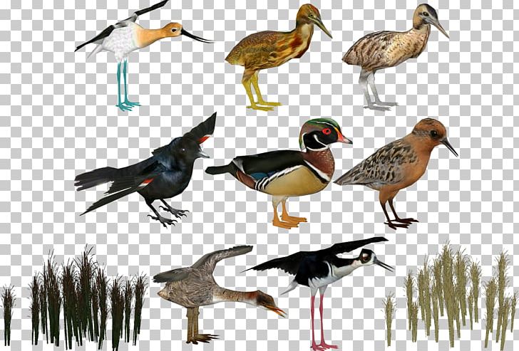 Zoo Tycoon 2 Duck Bird PNG, Clipart, Animal, Animals, Beak, Bird, Bittern Free PNG Download