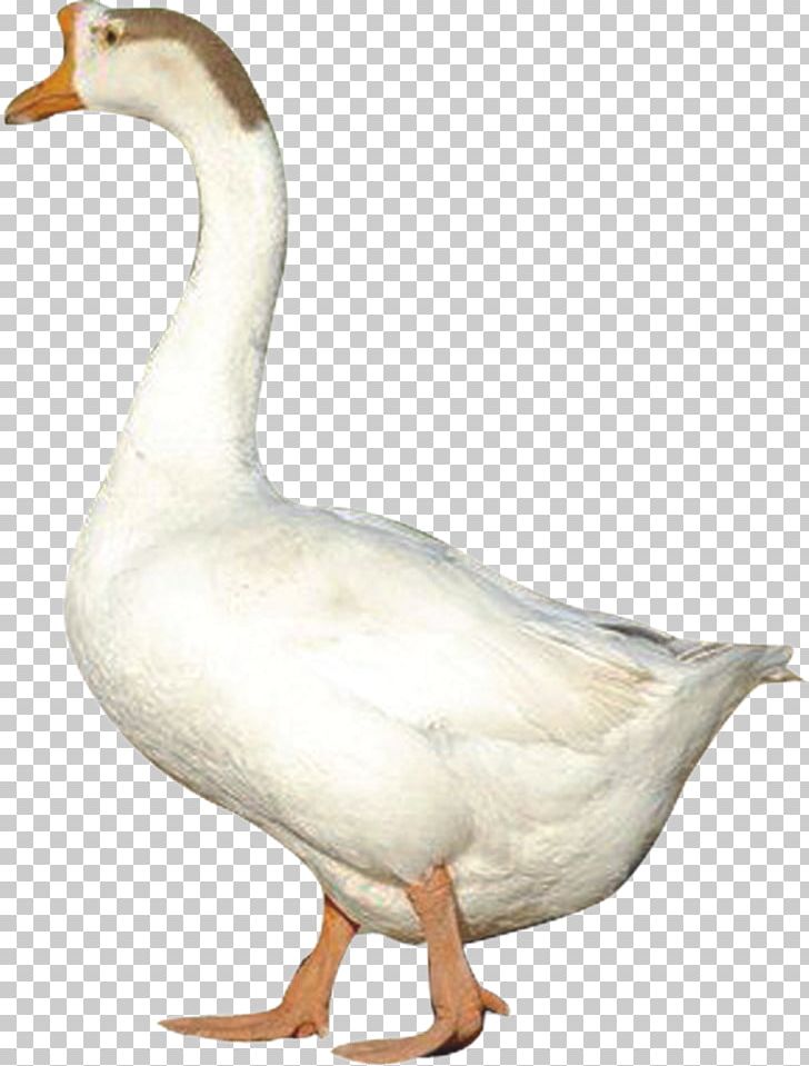 Duck Domestic Goose Poultry Chicken PNG, Clipart, Animal, Animals, Beak, Bird, Chicken Free PNG Download