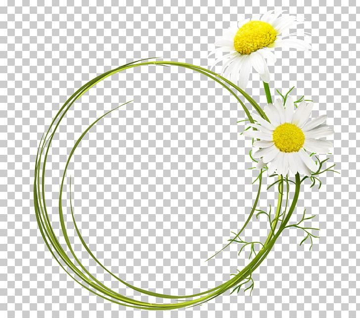German Chamomile PNG, Clipart, Chamomile, Circle, Clip Art, Common Daisy, Computer Software Free PNG Download