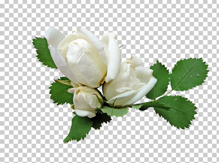 Garden Roses Розы белые Rosa × Alba PNG, Clipart, Cut Flowers, Digital Image, Flower, Flower Bouquet, Flowering Plant Free PNG Download