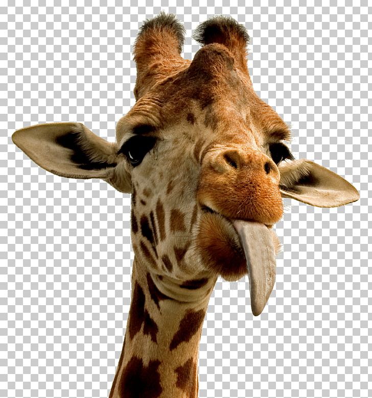 Giraffe Desktop Animal PNG, Clipart, Animal, Animals, Desktop Wallpaper, Fauna, Gift Free PNG Download
