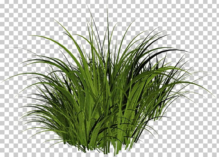 Herbaceous Plant PNG, Clipart, Aquarium Decor, Blog, Chrysopogon Zizanioides, Clip Art, Commodity Free PNG Download