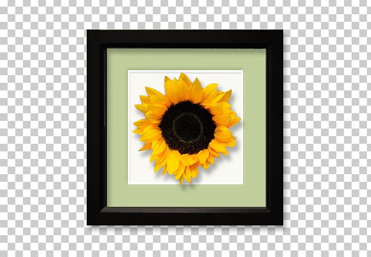 Common Sunflower Golden Retriever Soft-coated Wheaten Terrier Sunflower Seed PNG, Clipart, Animal, Bulldog, Common Sunflower, Cottage, Daisy Family Free PNG Download