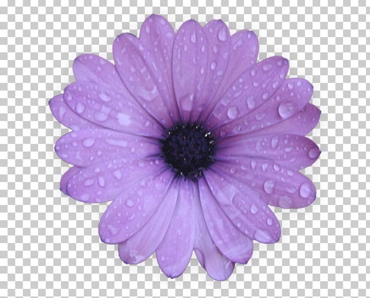 Desktop Common Daisy Photography PNG, Clipart, Aster, Chrysanths, Common Daisy, Computer Icons, Daisybush Free PNG Download