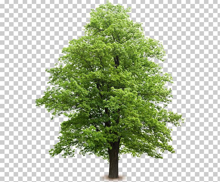 Senn's Tree Service Oak Arborist Giant Sequoia PNG, Clipart,  Free PNG Download