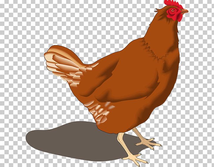 Chicken Hen PNG, Clipart, Beak, Bird, Chicken, Fauna, Feather Free PNG Download