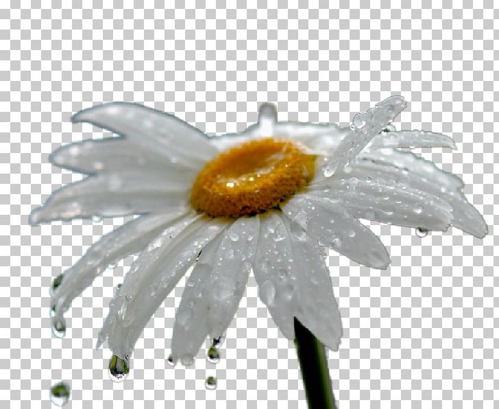 Common Daisy Oxeye Daisy Daisy Family Transvaal Daisy Petal PNG, Clipart, Common Daisy, Daisy, Daisy Family, Desktop Wallpaper, Flower Free PNG Download