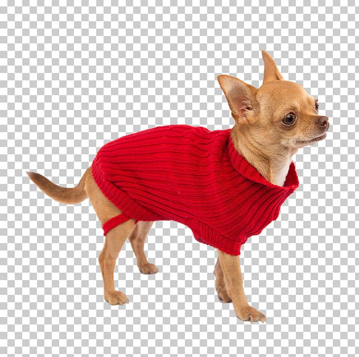 Dog Breed Chihuahua Russkiy Toy Companion Dog Cable Knitting PNG, Clipart, Animal, Breed, Cable Knitting, Carnivoran, Chihuahua Free PNG Download