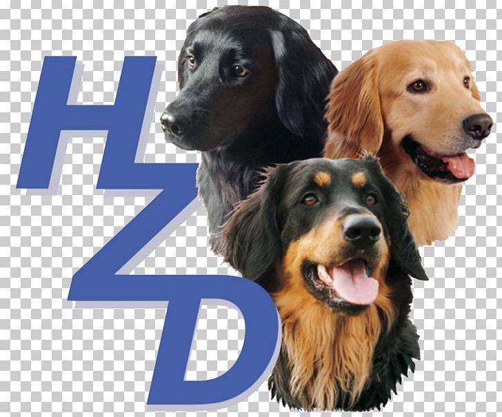 Hovawartzucht Verband Für Das Deutsche Hundewesen Puppy Fédération Cynologique Internationale PNG, Clipart, Animals, Carnivoran, Companion Dog, Dog, Dog Breed Free PNG Download