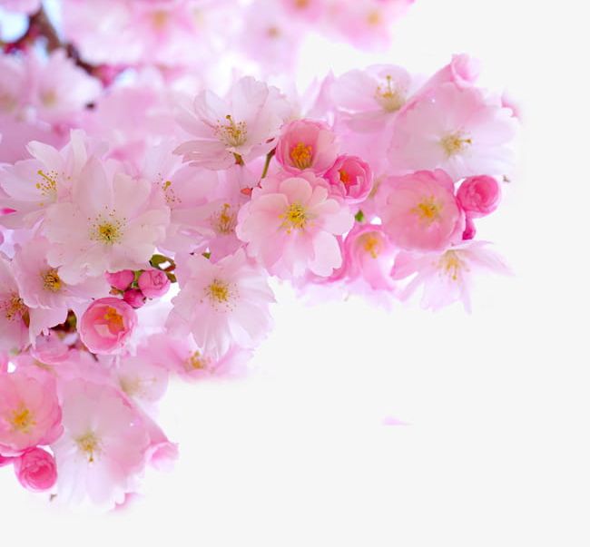 Pink Cherry Blossom Branches PNG, Clipart, Blossom Clipart, Blossoms, Branches, Branches Clipart, Cherry Free PNG Download