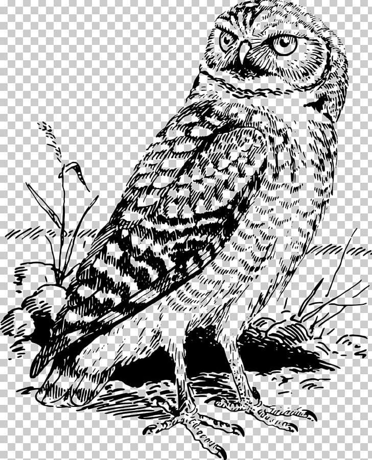 Tawny Owl Snowy Owl Bald Eagle PNG, Clipart, Animals, Art, Bald Eagle, Barn Owl, Barred Owl Free PNG Download