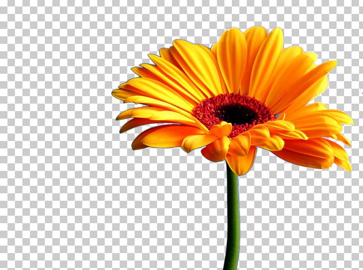 Transvaal Daisy Daisy Family White Desktop PNG, Clipart, Calendula, Chrysanthemum, Common Daisy, Cut Flowers, Daisy Free PNG Download