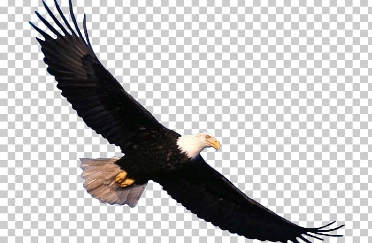 Bald Eagle Bird Portable Network Graphics Transparency PNG, Clipart, Accipitriformes, Animal, Animals, Bald, Bald Eagle Free PNG Download