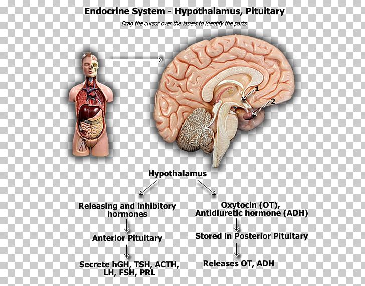 Brain Pituitary Gland Hypothalamus Hypophyseal Portal System Anterior Pituitary PNG, Clipart, Adrenal Gland, Anatomy, Anterior Pituitary, Brain, Endocrine Gland Free PNG Download