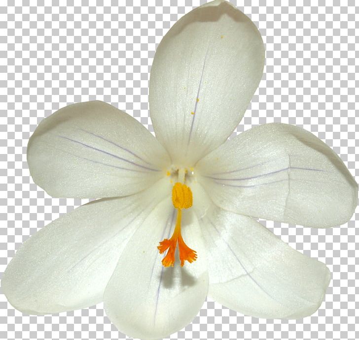 Flower Saffron Crocus PNG, Clipart, Colchicum Autumnale, Crocus, Flower, Flowering Plant, Material Free PNG Download