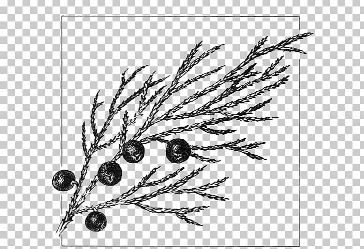 Juniperus Sabina Common Juniper Drawing Gymnosperm Cupressus PNG, Clipart, Art, Artwork, Black, Black And White, Branch Free PNG Download
