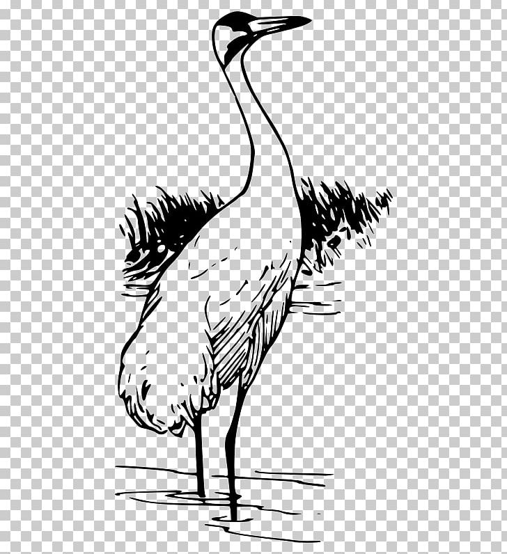 Whooping Crane Bird PNG, Clipart, Art, Artwork, Beak, Bird, Bird Crane Beak Free PNG Download