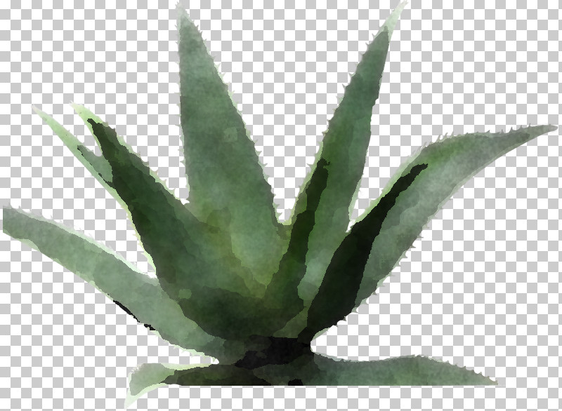 Aloe Vera PNG, Clipart, Agave Azul, Agave Tequilana, Aloes, Aloe Vera, Biology Free PNG Download