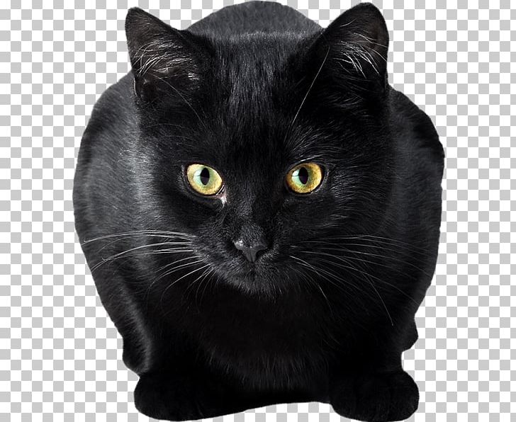 Bendy And The Ink Machine Chartreux Domestic Short-haired Cat Game Whiskers PNG, Clipart, Asian, Bendy And The Ink Machine, Black, Carnivoran, Cat Like Mammal Free PNG Download