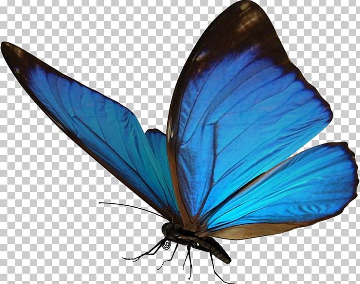Butterfly Morpho Insect Light PNG, Clipart, Animal, Arthropod, Blue, Brushes, Brush Footed Butterfly Free PNG Download