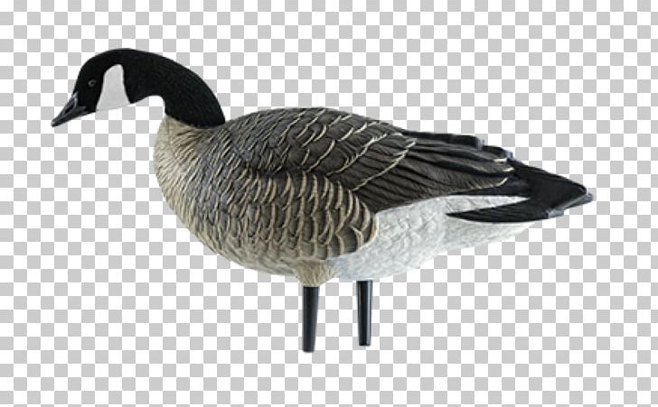 Canada Goose Decoy Snow Goose PNG, Clipart, Animals, Anseriformes, Beak, Bird, Body Painting Free PNG Download