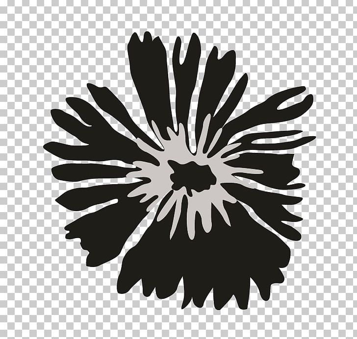 Chrysanthemum White PNG, Clipart, Black And White, Chrysanthemum, Chrysanths, Daisy Family, Flora Free PNG Download