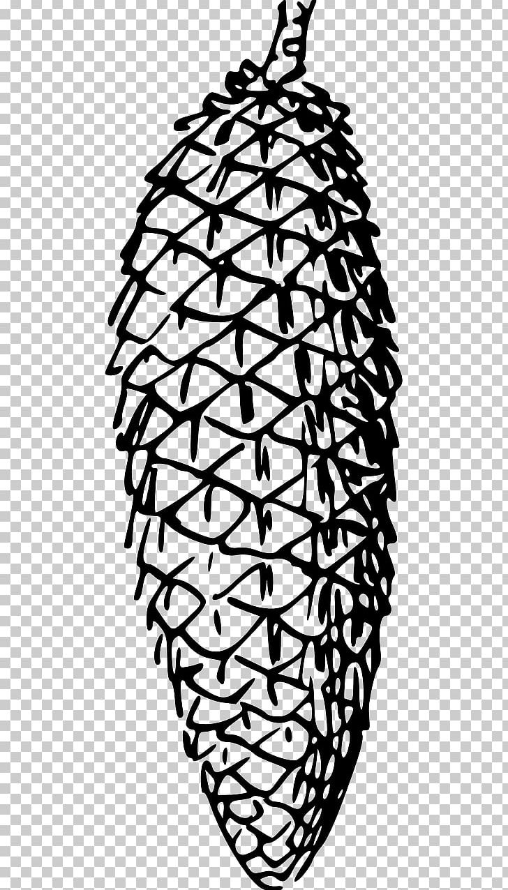 Conifer Cone Pine Spruce PNG, Clipart, Black And White, Branch, Coloring Book, Cone, Conifer Free PNG Download
