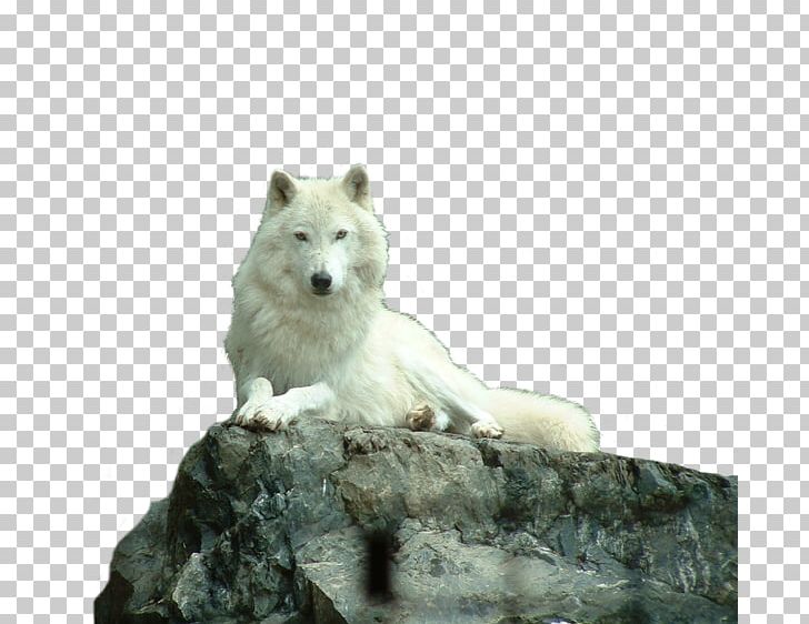 Dog Arctic Wolf Eastern Wolf Mackenzie Valley Wolf Puppy PNG, Clipart, Animal, Animals, Arctic Fox, Arctic Wolf, Black Wolf Free PNG Download