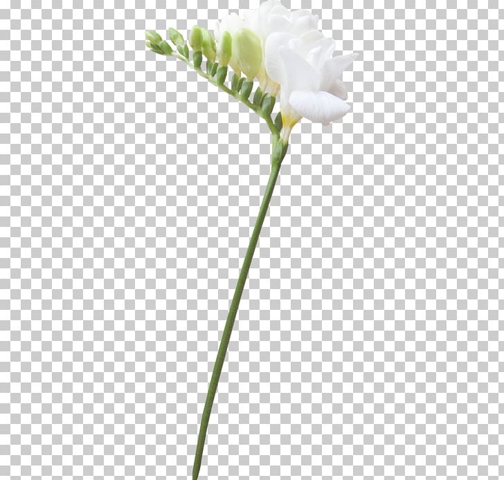 Flowering Plant Cut Flowers Bud Plant Stem Petal PNG, Clipart, Bud, Bud Plant, Cut Flowers, Flora, Flower Free PNG Download