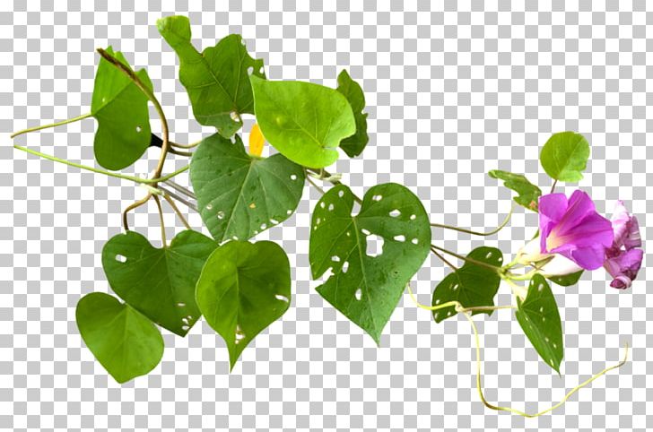Herbaceous Plant Blog Petal PNG, Clipart, Annual Plant, Blog, Branch, Diary, Flora Free PNG Download