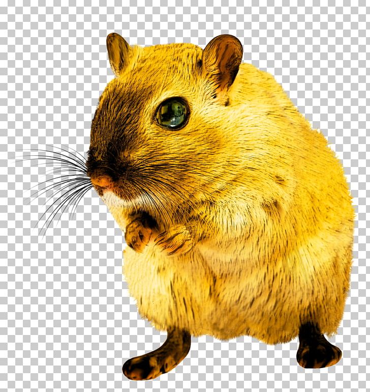 Rodent Rat PNG, Clipart, Animals, Dormouse, Download, Fauna, Gerbil Free PNG Download